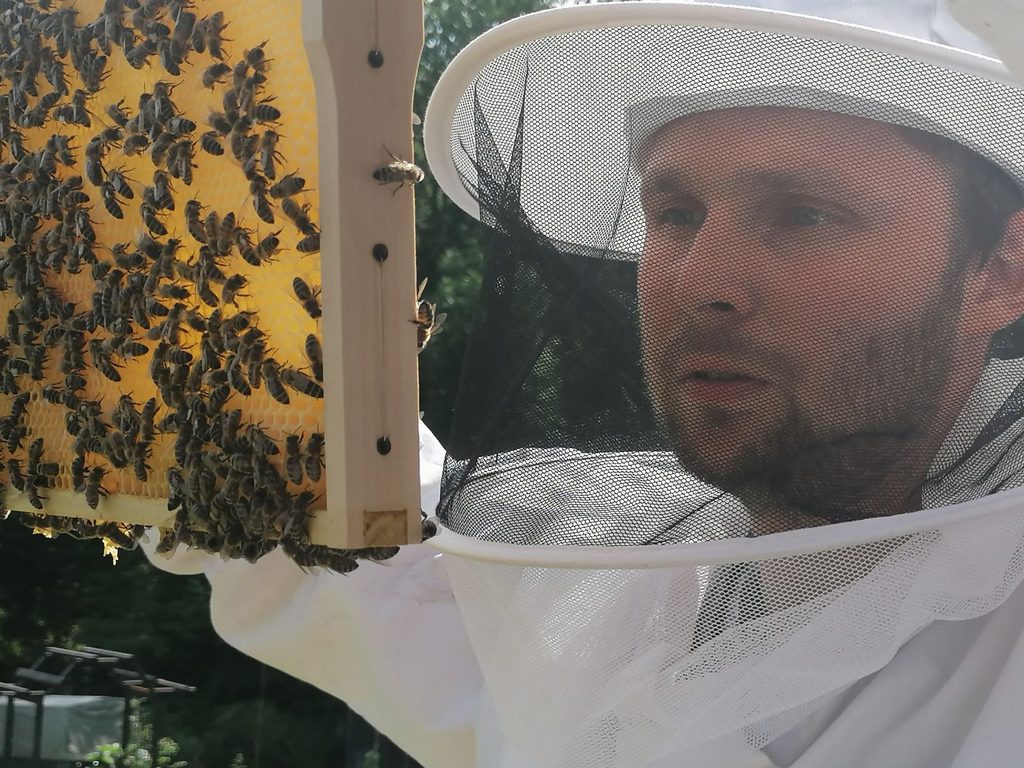 Imker prüft einen Wabenrahmen mit Bienen